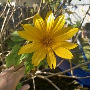 Vibrant Yellow Flower